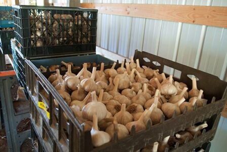 Practicing Agriculture and Building Community at Fiddlehead Farm, Part 2 Image